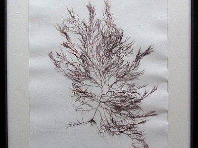 The Art of Seaweed Pressing - Littlehampton Museum