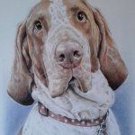 Pet portraits