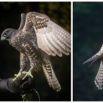 Falconry Photography with Woodland Hawking - February