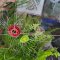Flower Weaving Workshop / <span itemprop="startDate" content="2025-05-21T00:00:00Z">Wed 21 May</span> to <span  itemprop="endDate" content="2025-06-21T00:00:00Z">Sat 21 Jun 2025</span> <span>(1 month)</span>