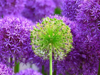 Free Mindfulness for every day life course