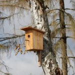 Men's Sheds - Make a bird box - FREE session