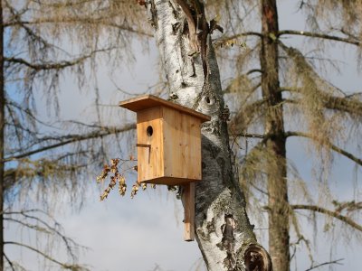 Men's Sheds - Make a bird box - FREE session