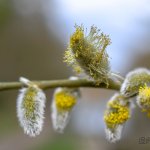 Photographic Early Spring Nature Walk in Cassiobury Park Nature