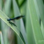 Photographic Late Spring Nature Walk in Cassiobury Park Nature