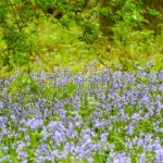 Photographic Spring Nature Walk in Cassiobury Park & Whippendell