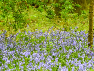 Photographic Spring Nature Walk in Cassiobury Park & Whippendell