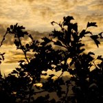 VAW: Royston Photographic Society Sunset Activity