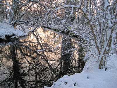 Winter Trees Crafternoon: A free drop-in festive craft activity