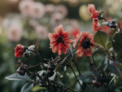 Writing creatively for wellbeing