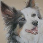 Collie