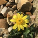 Flower in the gravel