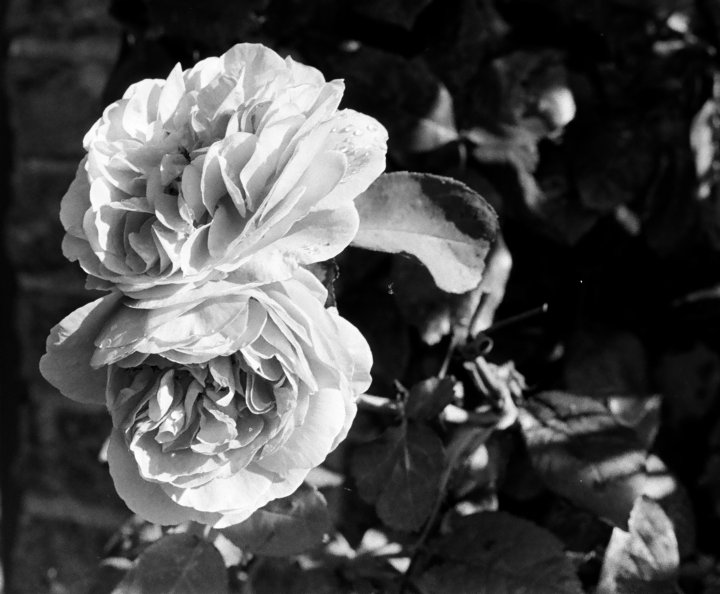 Roses image for Mother's Day