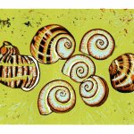 Snail Shells