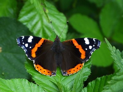 Butterfly Crafts