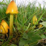 Fungi Walk & Talk