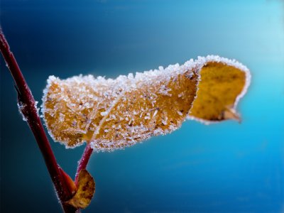 Winter Songs online with Jenny Goodman