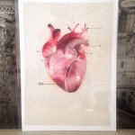 anatomical heart