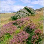 Holme Moor