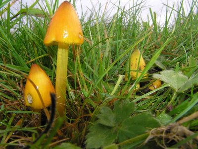 Fungi Walk & Talk