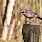 Guardian Witness wildlife of the year assignment