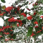 Christmas Willow Workshop at Sampsons Farm