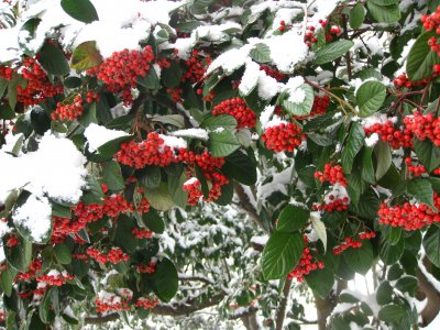 Christmas Willow Workshop at Sampsons Farm