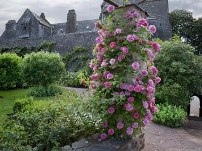 Compton Castle garden walks