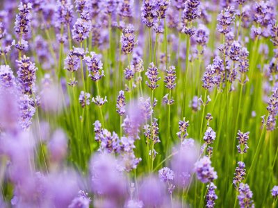 Crafted: Natural Skincare, one-day course