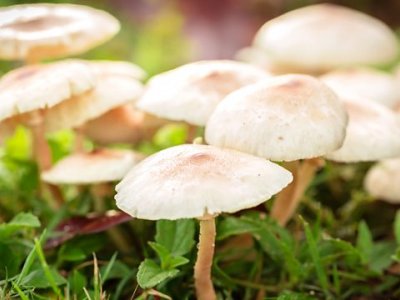 Fungi: The Good The Bad & The Ugly