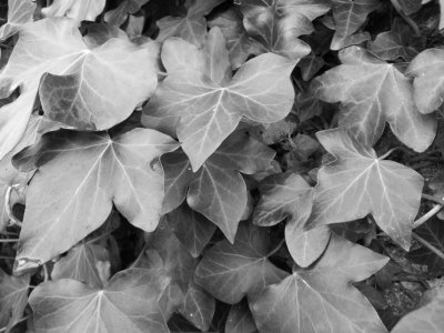 Light Up Your Christmas at Torre Abbey - lantern parade