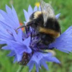 Plant a Pot for Pollinators & Buglife Pollinator Survey