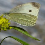 The Big Butterfly Count at Coleton Fishacre