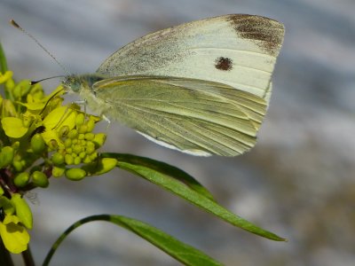 The Big Butterfly Count at Coleton Fishacre