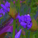 Agapanthus 1