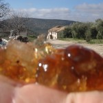 Almond tree sap jelly