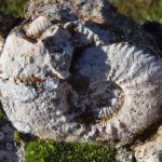 Ammonite