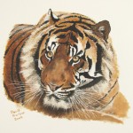 Amur Tiger