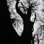 An encounter with an extraordinary tree (1)