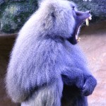 Angry Baboon