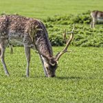 Antlers Ahead