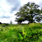 appletree at cockington