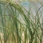 Artifical sea grass for BBC Natural History Unit