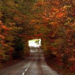 Autumn Tunnel