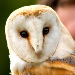 Barn Owl