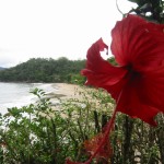 Beach flower