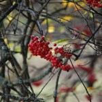 Berries