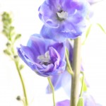 Blue Delphinium