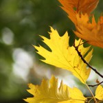 Bright Autumn Leaves