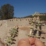 Bringing the pueblo alive : Tijeras Pueblo